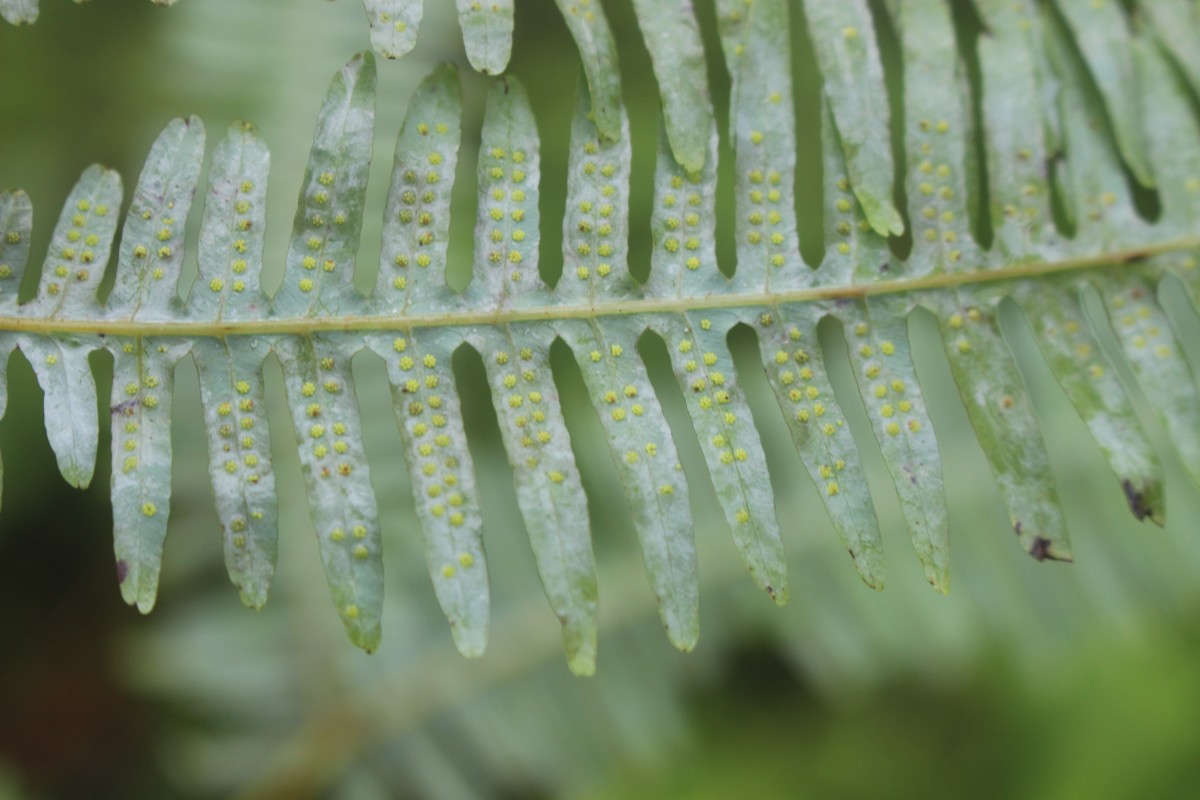 Dicranopteris linearis (Burm.f.) Underw.